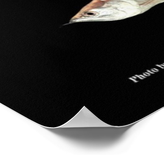 飛び出す大型熱帯魚たち,N0.01 POSTER (Ecke)