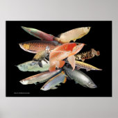 飛び出す大型熱帯魚たち,N0.01 POSTER (Vorne)