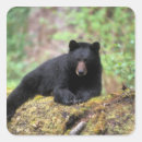 Suche nach ursus aufkleber Park