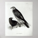 Suche nach study poster Bird