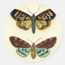 Suche nach insekt aufkleber Schmetterling