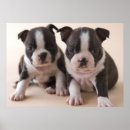Suche nach großer hund poster Klein