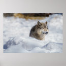 Suche nach lone wolf poster Winter