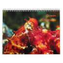 Suche nach quallen kalender Meer
