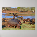 Suche nach hippo poster Tiere
