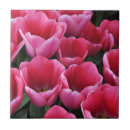 Suche nach rosa tulpen fliesen Blume