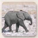 Suche nach namibia untersetzer Wild lebende tiere