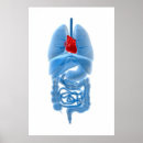 Suche nach innere organe poster Menschliche därme