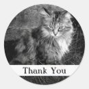 Suche nach maine coon aufkleber Katzenaufkleber