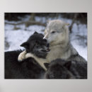 Suche nach wolf poster Usa