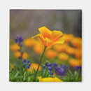 Suche nach pfeffer magnete Blume