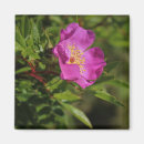 Suche nach single rose magnete Für alle