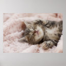Suche nach weichheit poster Katze