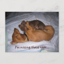 Suche nach dachshund dog postkarten Dogs