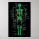 Suche nach ligamente poster Anatomie