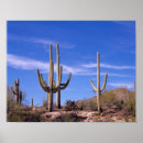 Suche nach saguaro cactus poster Südwestlich