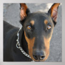 Suche nach doberman poster Pinscher