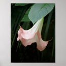 Suche nach trompete blume poster Fotografie