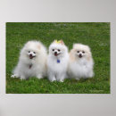Suche nach keuchen poster Spitz