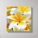 Suche nach frangipani leinwandbilder Plumeria