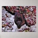 Suche nach angry poster Natur