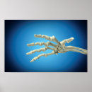 Suche nach menschlicher knochen poster Gelenk