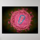 Suche nach mikrobiologie poster Zellbiologie