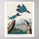 Suche nach kingfish poster Vögel