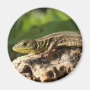 Suche nach lizard magnete Tierwelt