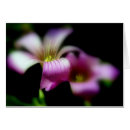 Suche nach lila kleeblatt Blumenreich