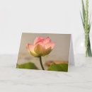 Suche nach rosa wasserlilien karten Blume