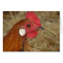 Suche nach seltener vogel postkarten Tier