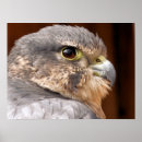 Suche nach falke poster Vögel