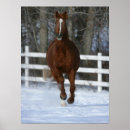 Suche nach stallion poster Animal