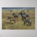 Suche nach zebras poster Wild