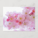 Suche nach kirschbaum postkarten Hanami