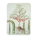 Suche nach obst magnete Pflanze