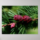 Suche nach nadel poster Natur