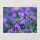 Suche nach viola postkarten Blume