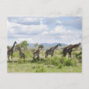 Suche nach tansania postkarten Giraffe