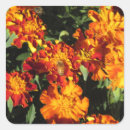 Suche nach ringelblume aufkleber Für alle