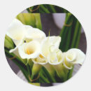 Suche nach weißer calla aufkleber Weiße blume
