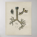 Suche nach menschliche lungen poster Anatomie