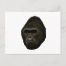 Suche nach kongo postkarten Gorilla