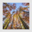 Suche nach hohe bäume karten Herbst