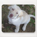 Suche nach labradorwelpe Gelber labrador