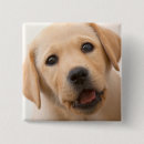 Suche nach goldener welpe buttons Hund