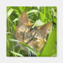 Suche nach wertvoll magnete Grün