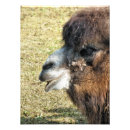 Suche nach niedliches kamel poster Für alle