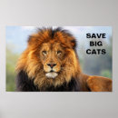 Suche nach afrikanischer löwe poster Große katze